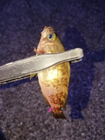 今日もチビのみ