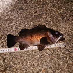 ヤリもまだまだ