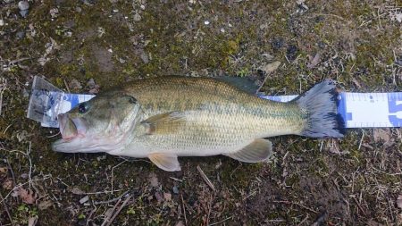 2019年4月21日 養老 五三川