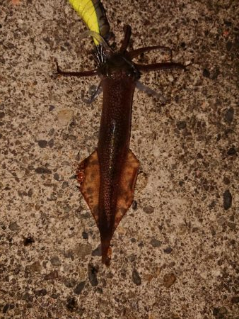 今日もチビのみ