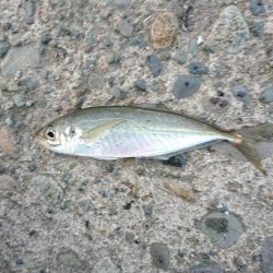 久々のアジング