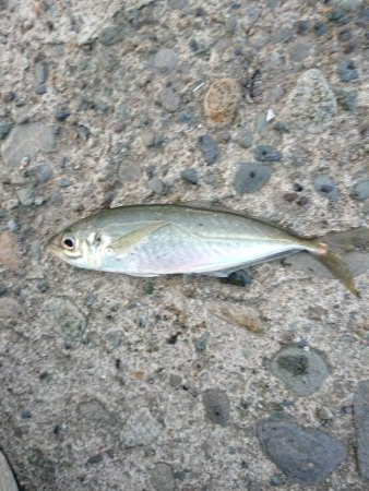 久々のアジング