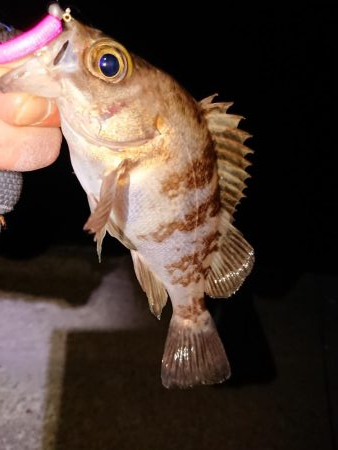 さっぱりでした