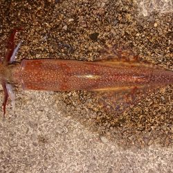 久々のヤリイカツ抜け