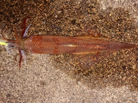 久々のヤリイカツ抜け