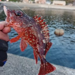 ヤリイカラッシュ