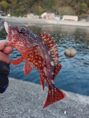 ヤリイカラッシュ