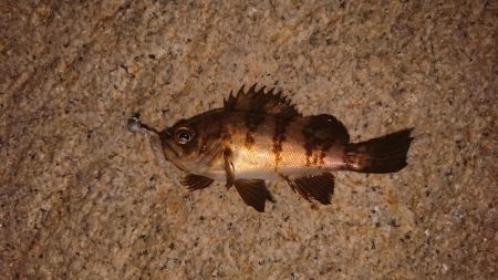 色々釣れたけど