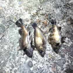 ニューロッドで釣りに行ってきました！