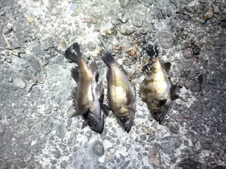 ニューロッドで釣りに行ってきました！