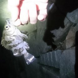 渋ーい  メバリング