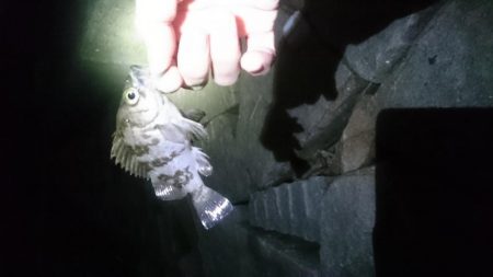 渋ーい  メバリング