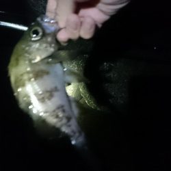 メバリングたのしー！