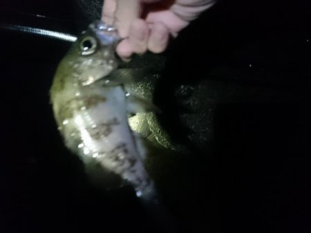 メバリングたのしー！