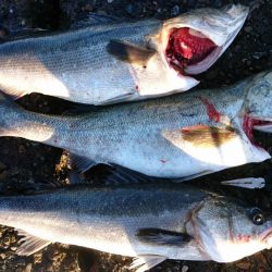 ○○ザキ 春のシーバス祭り 3点