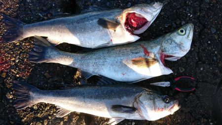 ○○ザキ 春のシーバス祭り 3点