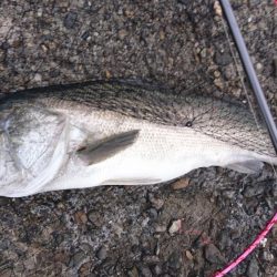 どうもスズキです。こんにちは。