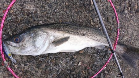 どうもスズキです。こんにちは。