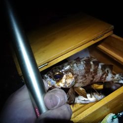 メバル浮き釣り