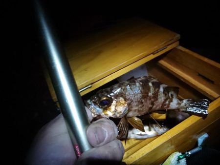 メバル浮き釣り