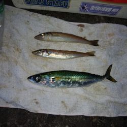 播磨新島のキス情報