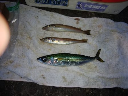 播磨新島のキス情報