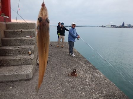 播磨新島のキス情報