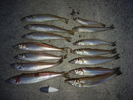 東二見白灯台波止へキス釣査