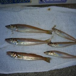 東二見白灯台のキス情報