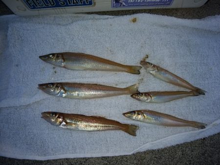 東二見白灯台のキス情報