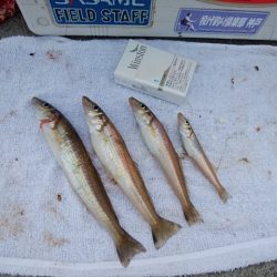 東二見白灯台波止のキス情報