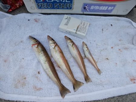 東二見白灯台波止のキス情報