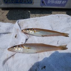 東二見白灯台のキス情報