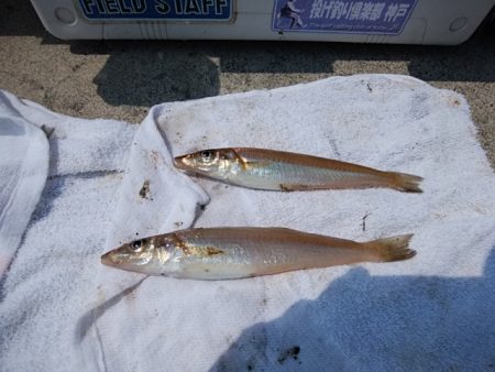 東二見白灯台のキス情報