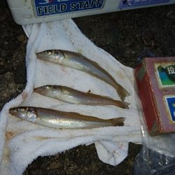 播磨新島のキス情報