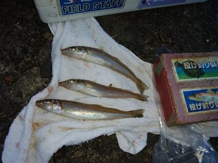 播磨新島のキス情報