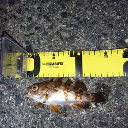 メバル狙いで！