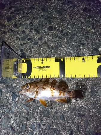 メバル狙いで！