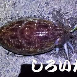 エギでイカを人生初！釣りました。