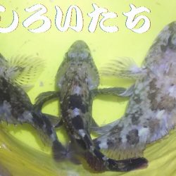 ガッシーに癒されました。