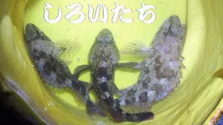 ガッシーに癒されました。