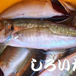 鳥取の帰りにアジを釣ろう！