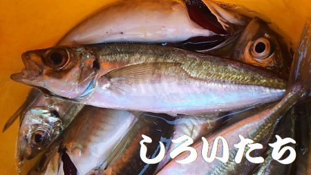 鳥取の帰りにアジを釣ろう！