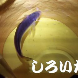 鳥取からの帰りにアジ狙い。