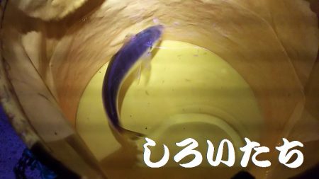 鳥取からの帰りにアジ狙い。