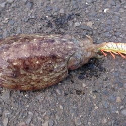 コウイカイマイチ