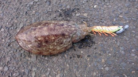 コウイカイマイチ