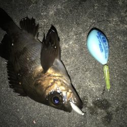 帰省してメバリング