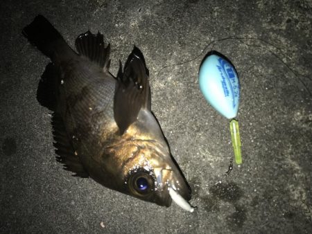 帰省してメバリング