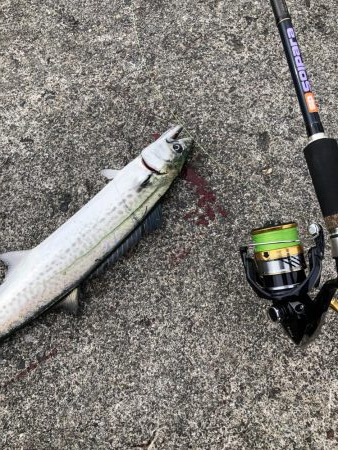 ライトショアジギング